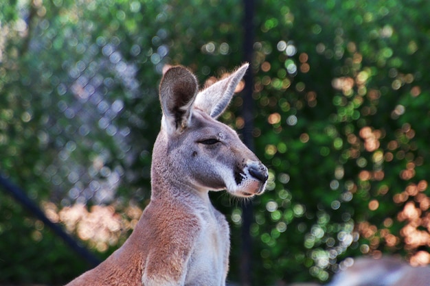 オーストラリア、シドニーのタロンガ動物園でのカンガルー