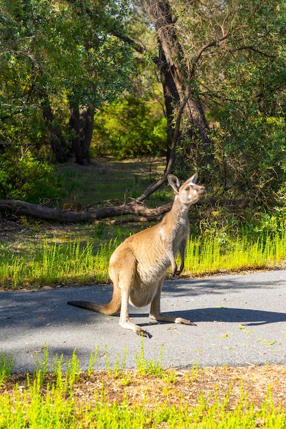 カンガルー ウォルポール オーストラリア