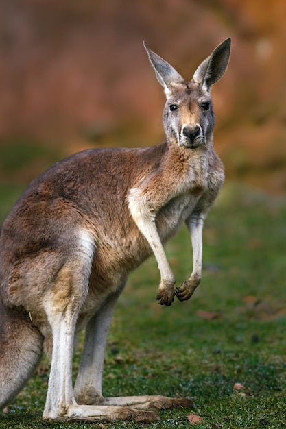 Kangaroo