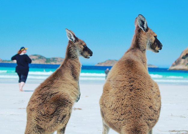 澄んだ青い空を背景にビーチのカンガルー