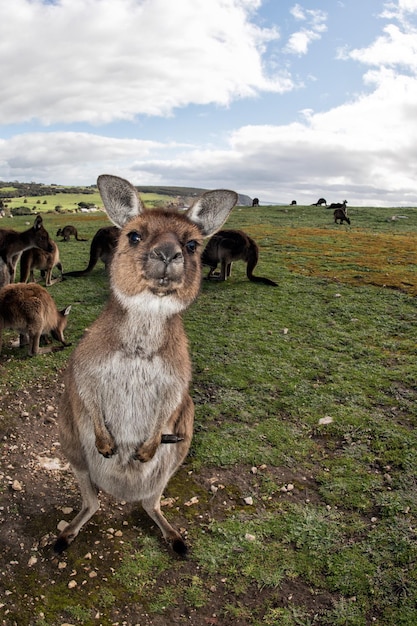 Photo kangaroos mother and son portrait