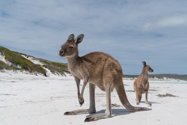 Foto canguri sulla spiaggia bianca di lucky bay, capo le grand, parco nazionale dell'australia occidentale.