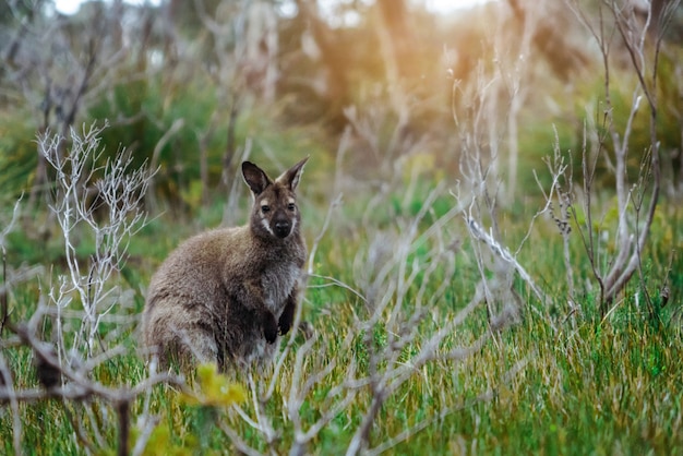 Foto kangoeroe in de natuur