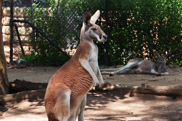 Kangoeroe in de taronga-dierentuin in sydney, australië