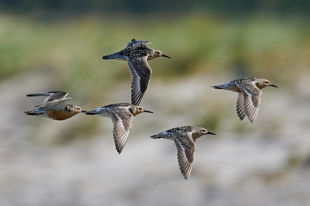 Foto kanoet calidris canutus