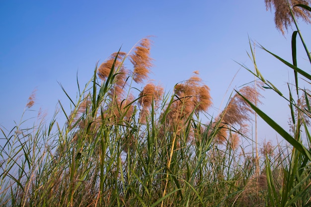 Kans gras of saccharum spontaneum bloemen veld tegen de avond kleurrijke blauwe hemel