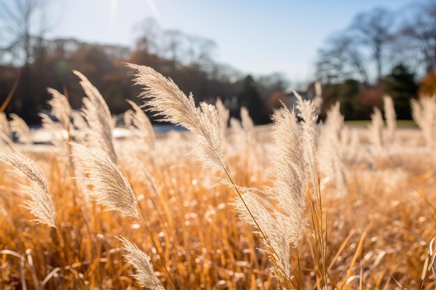 Photo kans grass field in the morning