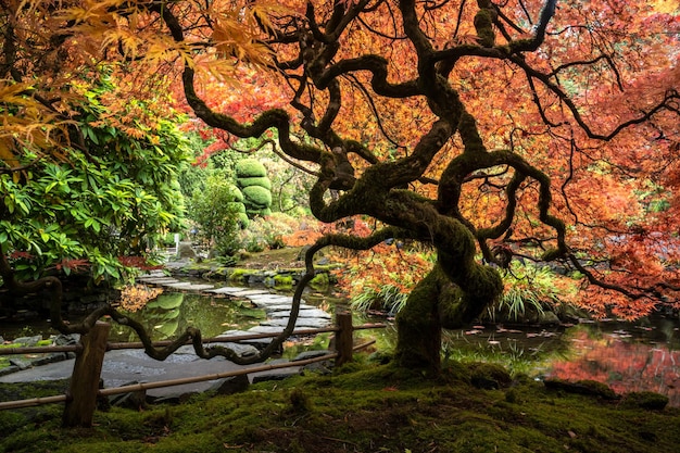 Kantblad Japanse esdoorn en Japanse esdoorn, Acer palmatum, Butchart Gardens, Victoria