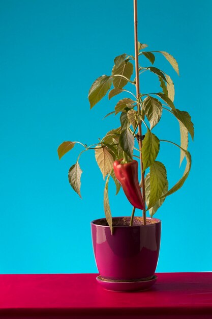 Kapiya pepper grown in the apartment the background is blue closeup