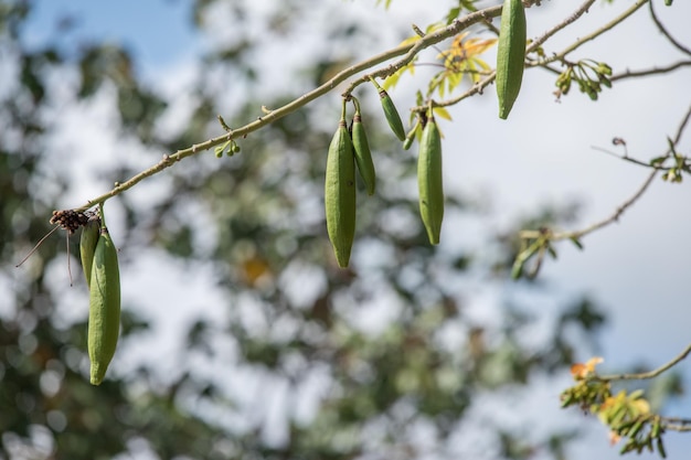 Kapok fruit green on tree branches detail