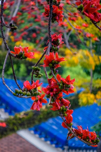 Kapok is the city flower of Guangzhou Kapok blossoms in spring