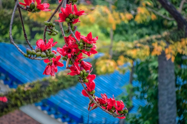 Kapok is the city flower of Guangzhou Kapok blossoms in spring