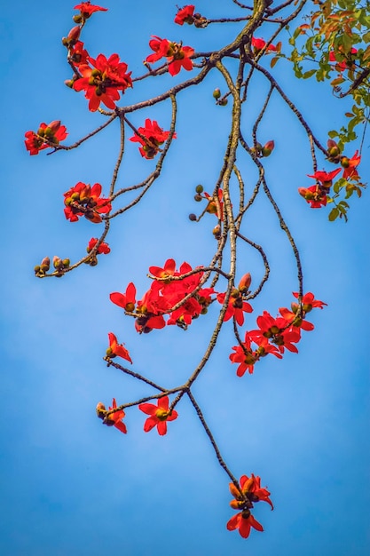 Kapok is the city flower of Guangzhou Kapok blossoms in spring