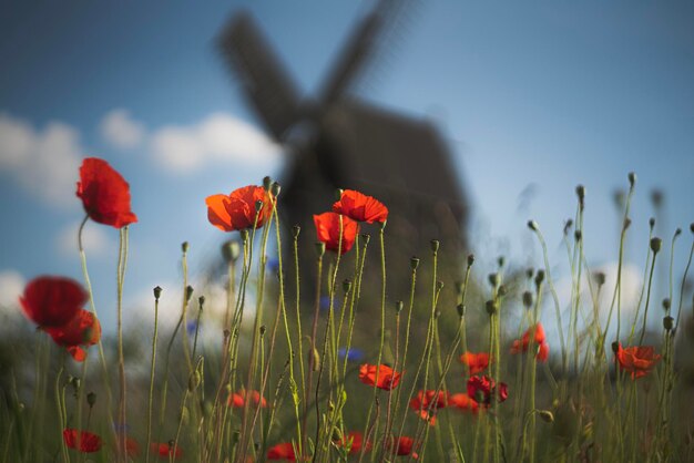 Foto kappelveld voor een houten windmolen