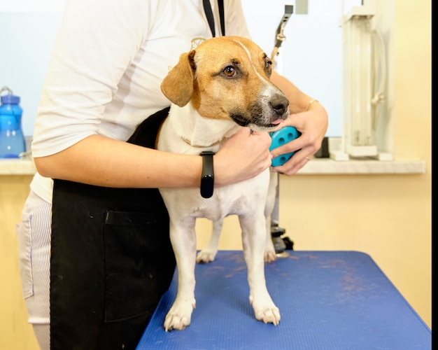 Kapsel jack russell terrier kammen met een borstel voor honden.