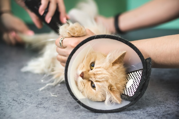 Kapsel van ruige gemberkat. Selectieve focus op kattengezicht.