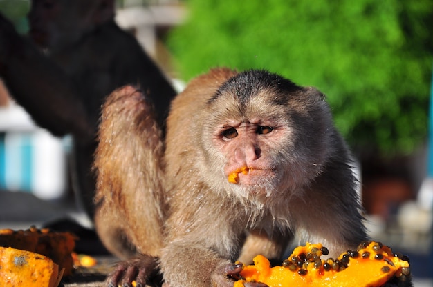 Kapucijnen aap papaya eten