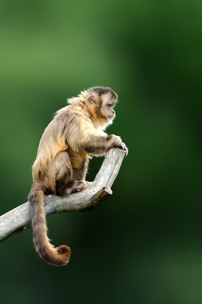 Kapucijner, aap zittend op de boomtak in het donkere tropische bos. capucinus in groene tropische vegetatie. dier in de natuur habitat