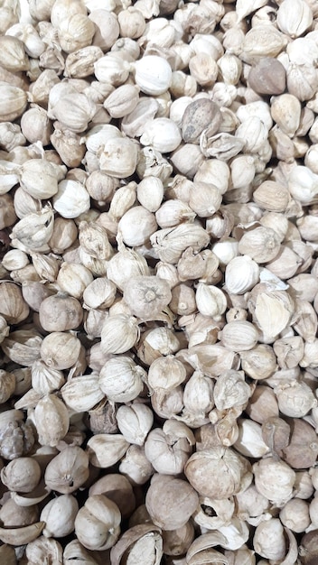 Kapulaga Jawa or Java Cardamom Amomum compactum sell in the market