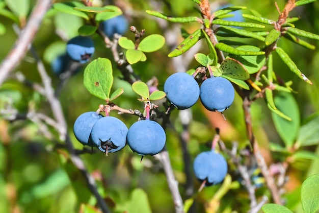 Karelian blueberries