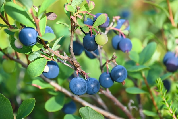 Karelian blueberries