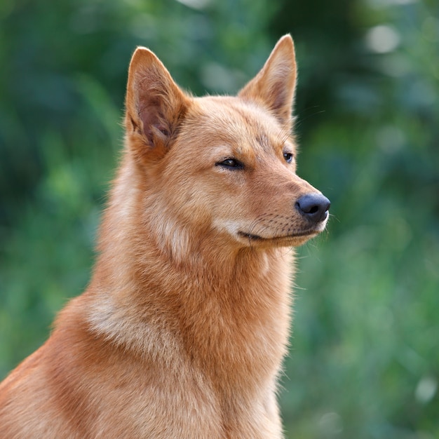 Karelische Finse Laika