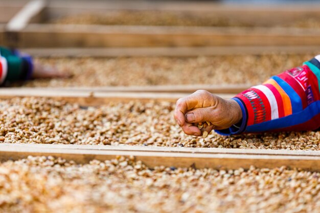 床に露出したコーヒー豆の乾き具合をチェックしながら手をつないでいるカレン女性農家