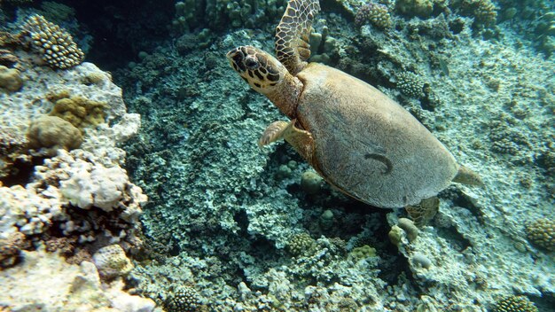 Karetschildpad (CR-soort) Karetschildpad - Eretmochelys imbricata.