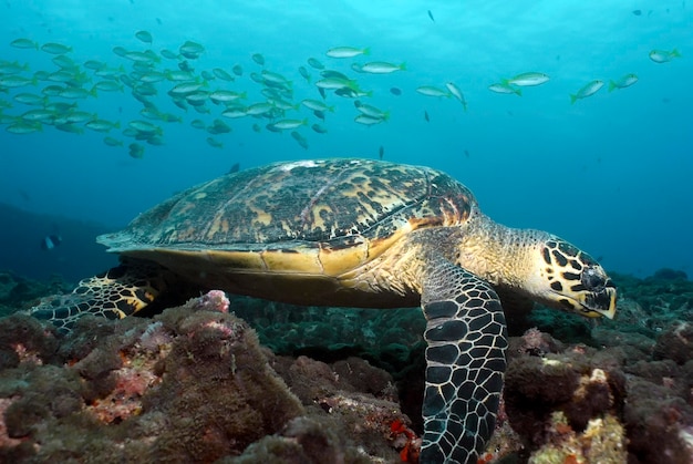 Karetschildpad Eretmochelys imbricata aan het eten in de top van het rif