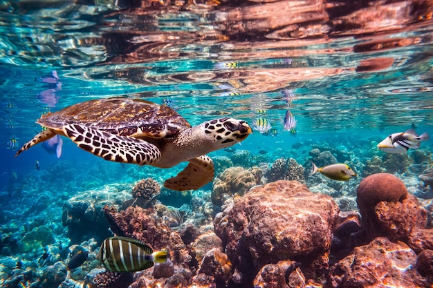 Karetschildpad - Eretmochelys imbricata drijft onder water. Maldiven Indische Oceaan koraalrif.