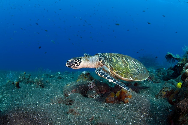Karetschildpad Eretmochelys imbricata zwemt een lang koraalrif en zoekt voedsel
