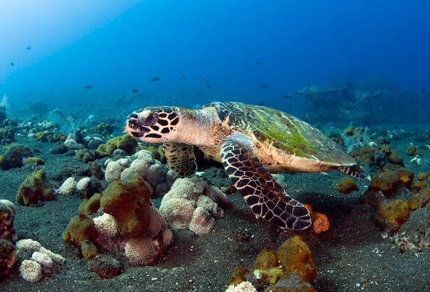Karetschildpad Eretmochelys imbricata zwemt een lang koraalrif en zoekt voedsel
