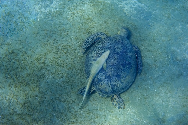 Karetschildpad met een loodsvis op de zeebodem tijdens het eten in de zee