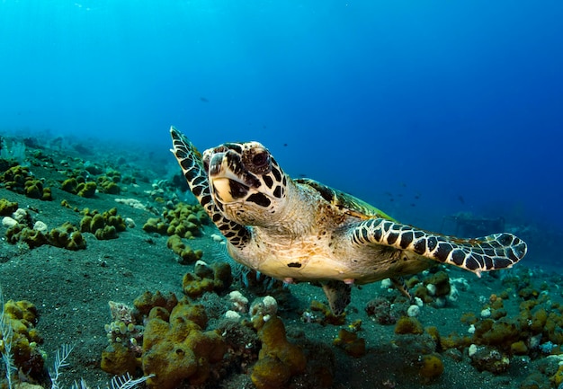 Karetschildpad zwemt langs koraalriffen. Zeeleven van Bali, Indonesië.