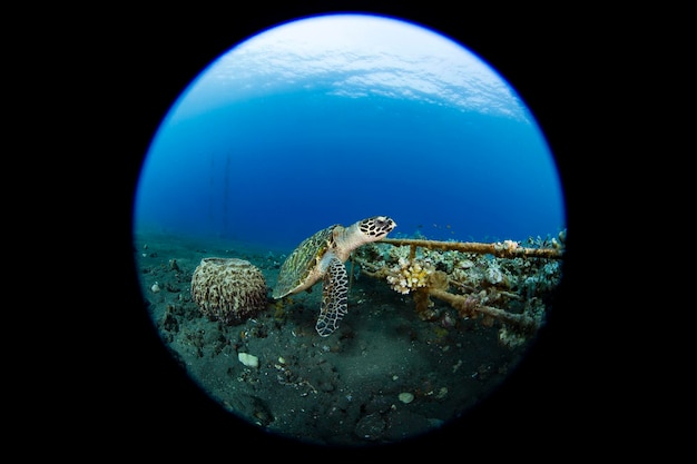 Karetschildpad zwemt langs koraalriffen. Zeeleven van Bali, Indonesië.