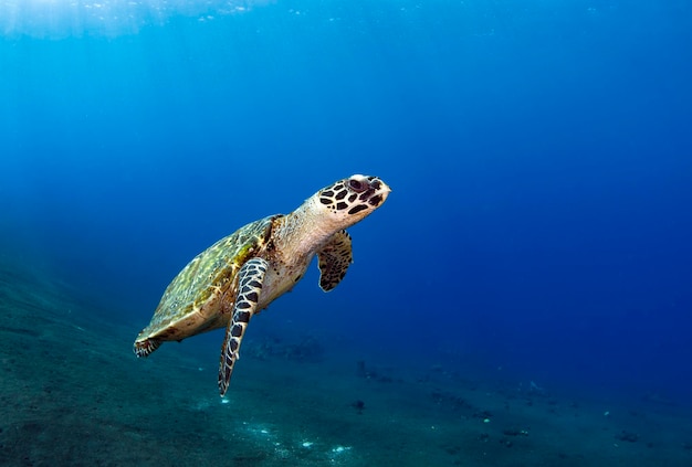 Karetschildpad zwemt langs koraalriffen. Zeeleven van Bali, Indonesië.