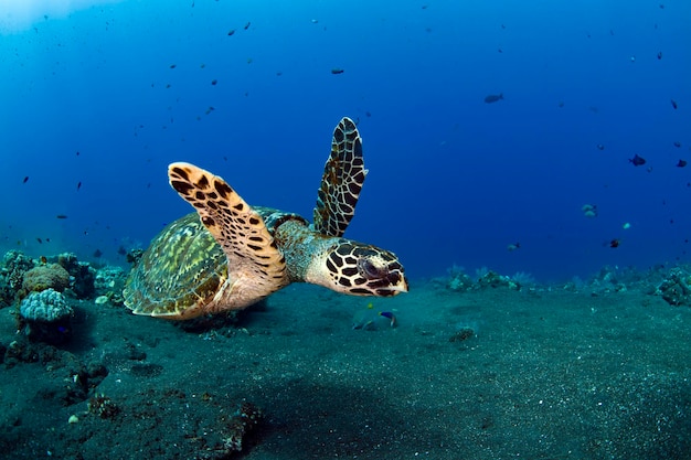 Karetschildpad zwemt langs koraalriffen. Zeeleven van Bali, Indonesië.