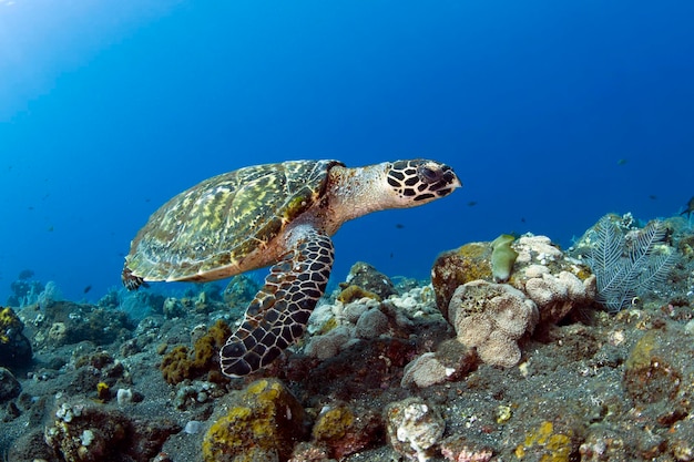 Karetschildpad zwemt langs koraalriffen. Zeeleven van Bali, Indonesië.