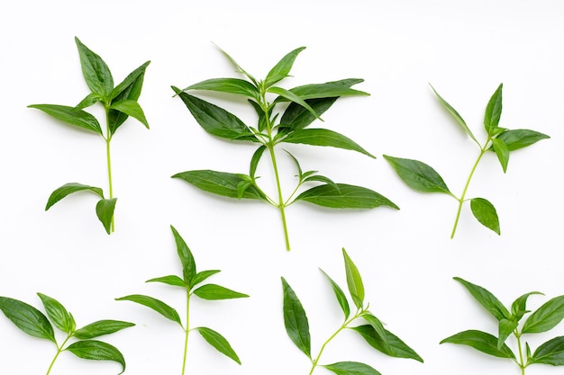 Kariyat or Andrographis paniculata green leaves on white background