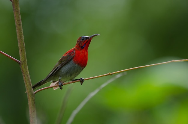 Karmozijnrode Sunbird (siparaja Aethopyga) neerstrijkt op een tak in aard Thailand