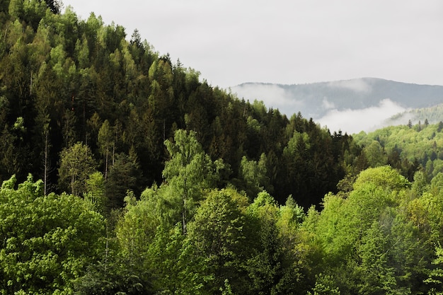 Karpaten en bos met mist in Yaremche in zonnige dag