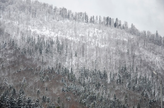 Karpaten in Oekraïne. Winter tijd.