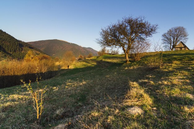 Karpaten Oekraïne Bergen tijdens zonsondergang Prachtig natuurlijk landschap in de zomer