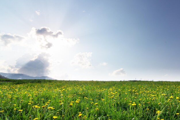 Karpaten Oekraïne Bergen tijdens zonsondergang Prachtig natuurlijk landschap in de zomer