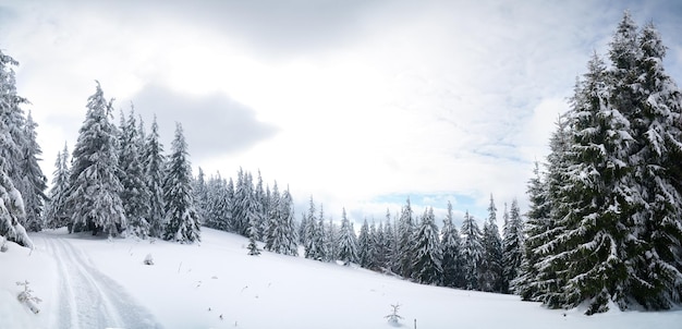 Karpaten Oekraïne Bomen bedekt met rijm en sneeuw in de winter bergen Kerst besneeuwde achtergrond