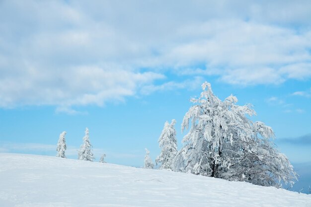 Karpaten Oekraïne Prachtig winterlandschap Het bos is bedekt met sneeuw