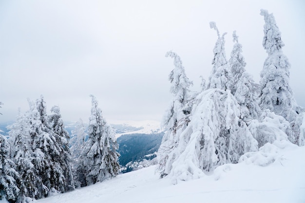 Karpaten oekraïne prachtig winterlandschap het bos is bedekt met sneeuw