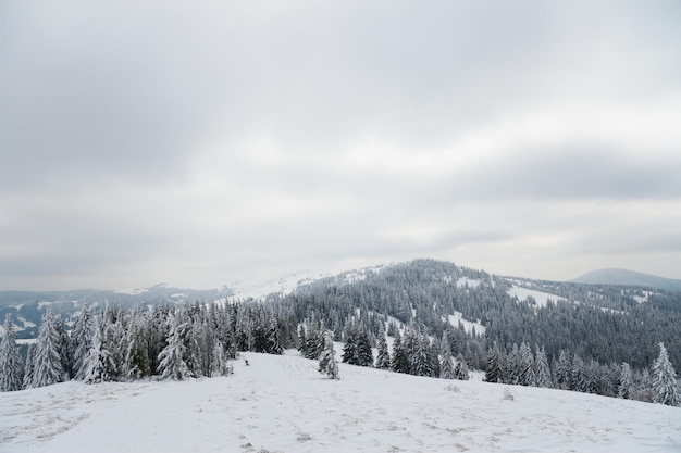 Karpaten Oekraïne Prachtig winterlandschap Het bos is bedekt met sneeuw