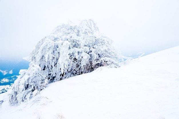 Karpaten Oekraïne Prachtig winterlandschap Het bos is bedekt met sneeuw