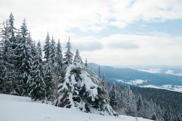 Karpaten Oekraïne Prachtig winterlandschap Het bos is bedekt met sneeuw